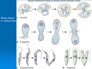 Binary fission
in various taxa
 