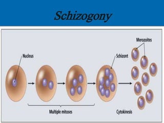 Schizogony
 
