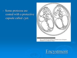 Encystment
- Some protozoa are
coated with a protective
capsule called cyst.
 