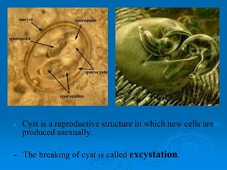 - Cyst is a reproductive structure in which new cells are
produced asexually.
- The breaking of cyst is called excystation.
 