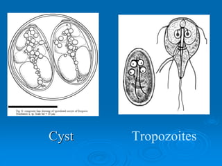 Cyst Tropozoites
 