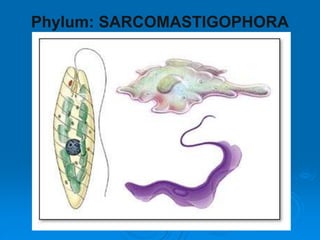 Phylum: SARCOMASTIGOPHORA
 