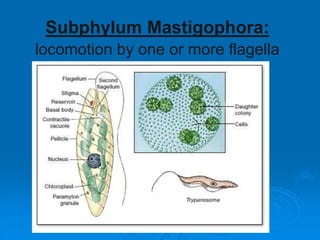 Subphylum Mastigophora:
locomotion by one or more flagella
 