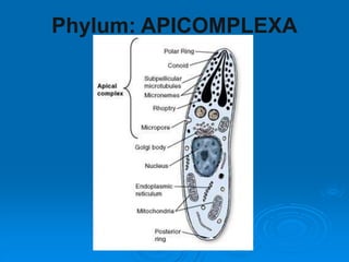 Phylum: APICOMPLEXA
 