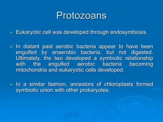 Protozoans
 Eukaryotic cell was developed through endosymbiosis.
 In distant past aerobic bacteria appear to have been
engulfed by anaerobic bacteria, but not digested.
Ultimately, the two developed a symbiotic relationship
with the engulfed aerobic bacteria becoming
mitochondria and eukaryotic cells developed.
 In a similar fashion, ancestors of chloroplasts formed
symbiotic union with other prokaryotes.
 