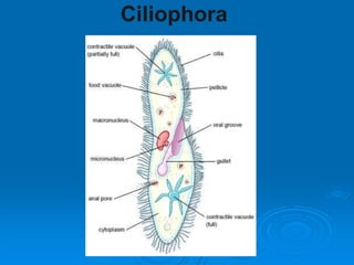 Ciliophora
 