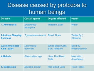 Disease caused by protozoa to
human beings
Disease Casual agents Organs affected vector
1. Amoebiasis Entamoeba
histolytica
Intestine, Liver Water
2.African Sleeping
Sickness
Trypanosoma brucei Blood, Brain Tsetse fly (
Glossina)
3.Leishmaniasis (
Kala - azar)
Leishmania
donovani
White Blood Cells,
Skin, Intestine
Sand fly (
Phlemotomus)
4.Malaria Plasmodium spp. Liver, Red Blood
Cells
Mosquito (
Anopheles)
5. Babesiosis Babesia microti Red Blood Cells Tick (Txode)
 