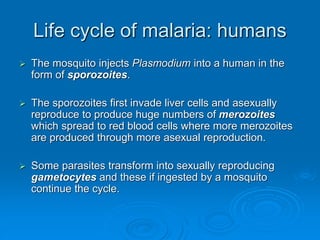 Life cycle of malaria: humans
 The mosquito injects Plasmodium into a human in the
form of sporozoites.
 The sporozoites first invade liver cells and asexually
reproduce to produce huge numbers of merozoites
which spread to red blood cells where more merozoites
are produced through more asexual reproduction.
 Some parasites transform into sexually reproducing
gametocytes and these if ingested by a mosquito
continue the cycle.
 