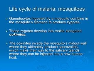 Life cycle of malaria: mosquitoes
 Gametocytes ingested by a mosquito combine in
the mosquito’s stomach to produce zygotes.
 These zygotes develop into motile elongated
ookinites.
 The ookinites invade the mosquito’s midgut wall
where they ultimately produce sporozoites,
which make their way to the salivary glands
where they can be injected into a new human
host.
 