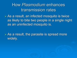 How Plasmodium enhances
transmission rates
 As a result, an infected mosquito is twice
as likely to bite two people in a single night
as an uninfected mosquito is.
 As a result, the parasite is spread more
widely.
 