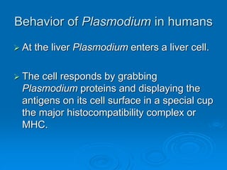 Behavior of Plasmodium in humans
 At the liver Plasmodium enters a liver cell.
 The cell responds by grabbing
Plasmodium proteins and displaying the
antigens on its cell surface in a special cup
the major histocompatibility complex or
MHC.
 