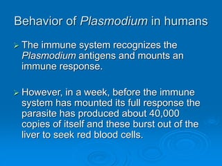 Behavior of Plasmodium in humans
 The immune system recognizes the
Plasmodium antigens and mounts an
immune response.
 However, in a week, before the immune
system has mounted its full response the
parasite has produced about 40,000
copies of itself and these burst out of the
liver to seek red blood cells.
 