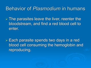 Behavior of Plasmodium in humans
 The parasites leave the liver, reenter the
bloodstream, and find a red blood cell to
enter.
 Each parasite spends two days in a red
blood cell consuming the hemoglobin and
reproducing.
 
