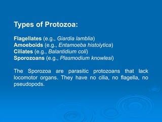 Types of Protozoa:
Flagellates (e.g., Giardia lamblia)
Amoeboids (e.g., Entamoeba histolytica)
Ciliates (e.g., Balantidium coli)
Sporozoans (e.g., Plasmodium knowlesi)
The Sporozoa are parasitic protozoans that lack
locomotor organs. They have no cilia, no flagella, no
pseudopods.
 