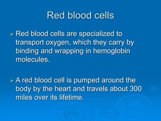 Red blood cells
 Red blood cells are specialized to
transport oxygen, which they carry by
binding and wrapping in hemoglobin
molecules.
 A red blood cell is pumped around the
body by the heart and travels about 300
miles over its lifetime.
 