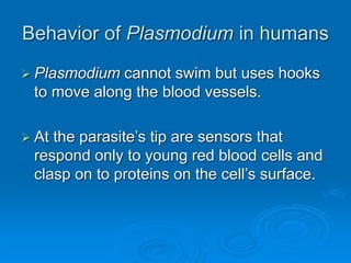 Behavior of Plasmodium in humans
 Plasmodium cannot swim but uses hooks
to move along the blood vessels.
 At the parasite’s tip are sensors that
respond only to young red blood cells and
clasp on to proteins on the cell’s surface.
 