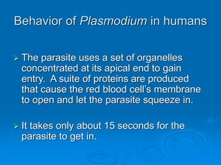 Behavior of Plasmodium in humans
 The parasite uses a set of organelles
concentrated at its apical end to gain
entry. A suite of proteins are produced
that cause the red blood cell’s membrane
to open and let the parasite squeeze in.
 It takes only about 15 seconds for the
parasite to get in.
 