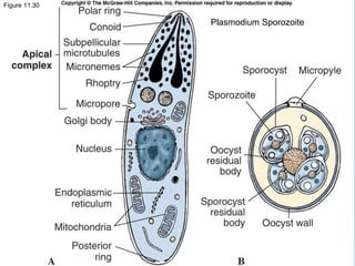 Figure 11.30
Plasmodium Sporozoite
 