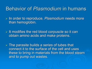 Behavior of Plasmodium in humans
 In order to reproduce, Plasmodium needs more
than hemoglobin.
 It modifies the red blood corpuscle so it can
obtain amino acids and make proteins.
 The parasite builds a series of tubes that
connect it to the surface of the cell and uses
these to bring in materials from the blood steam
and to pump out wastes.
 