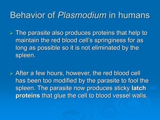 Behavior of Plasmodium in humans
 The parasite also produces proteins that help to
maintain the red blood cell’s springiness for as
long as possible so it is not eliminated by the
spleen.
 After a few hours, however, the red blood cell
has been too modified by the parasite to fool the
spleen. The parasite now produces sticky latch
proteins that glue the cell to blood vessel walls.
 