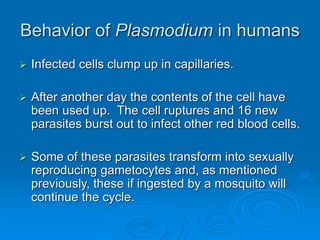 Behavior of Plasmodium in humans
 Infected cells clump up in capillaries.
 After another day the contents of the cell have
been used up. The cell ruptures and 16 new
parasites burst out to infect other red blood cells.
 Some of these parasites transform into sexually
reproducing gametocytes and, as mentioned
previously, these if ingested by a mosquito will
continue the cycle.
 