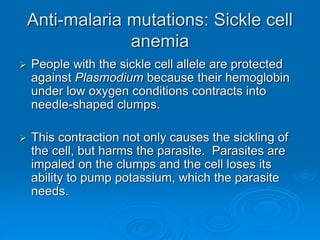Anti-malaria mutations: Sickle cell
anemia
 People with the sickle cell allele are protected
against Plasmodium because their hemoglobin
under low oxygen conditions contracts into
needle-shaped clumps.
 This contraction not only causes the sickling of
the cell, but harms the parasite. Parasites are
impaled on the clumps and the cell loses its
ability to pump potassium, which the parasite
needs.
 