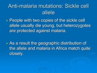 Anti-malaria mutations: Sickle cell
allele
 People with two copies of the sickle cell
allele usually die young, but heterozygotes
are protected against malaria.
 As a result the geographic distribution of
the allele and malaria in Africa match quite
closely.
 