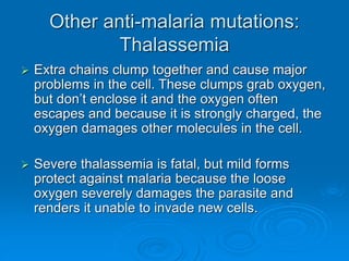 Other anti-malaria mutations:
Thalassemia
 Extra chains clump together and cause major
problems in the cell. These clumps grab oxygen,
but don’t enclose it and the oxygen often
escapes and because it is strongly charged, the
oxygen damages other molecules in the cell.
 Severe thalassemia is fatal, but mild forms
protect against malaria because the loose
oxygen severely damages the parasite and
renders it unable to invade new cells.
 