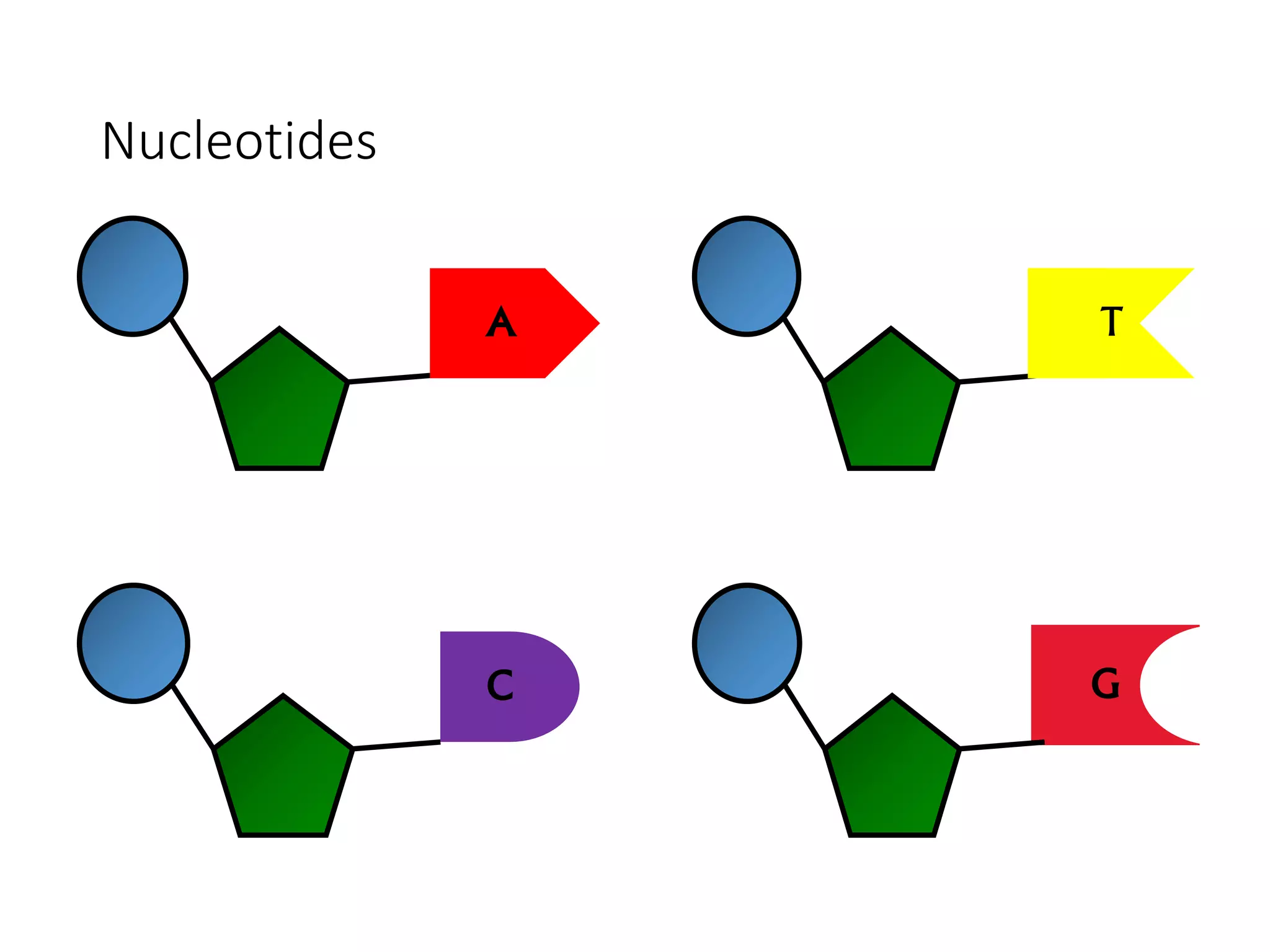 Nucleotides
A
Adenine
T
Thymine
G
Guanine
C
Cytosine
 