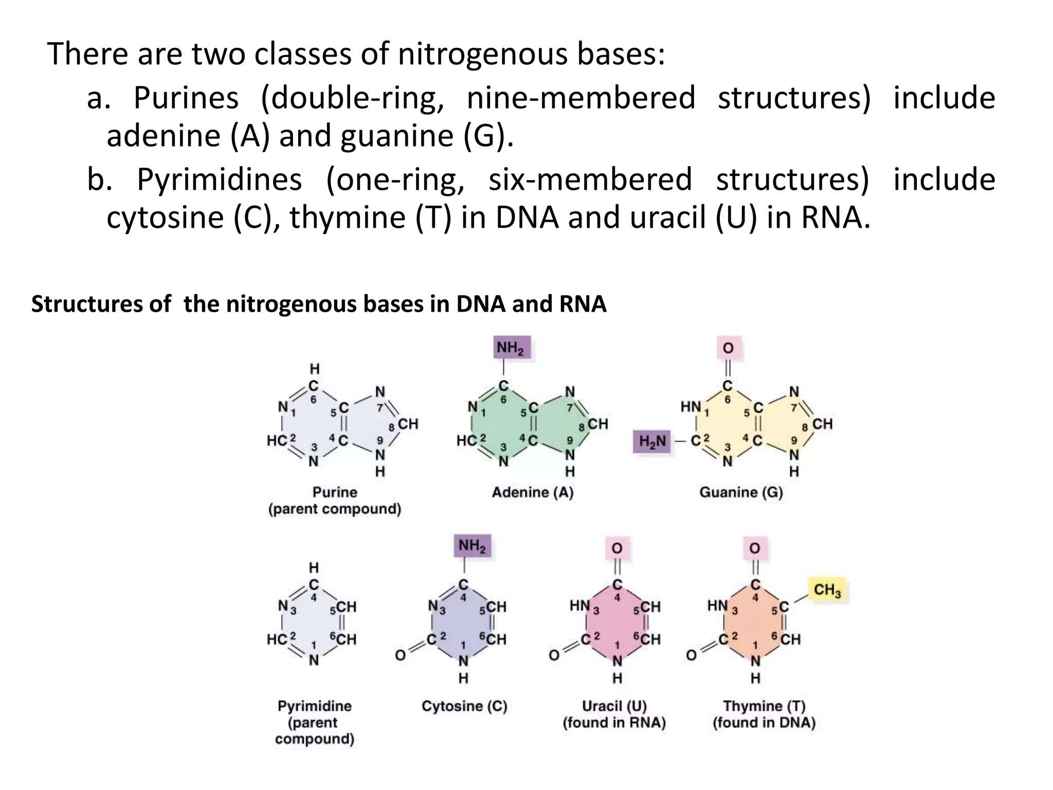 There are two classes of nitrogenous bases:
a. Purines (double-ring, nine-membered structures) include
adenine (A) and guanine (G).
b. Pyrimidines (one-ring, six-membered structures) include
cytosine (C), thymine (T) in DNA and uracil (U) in RNA.
Structures of the nitrogenous bases in DNA and RNA
 
