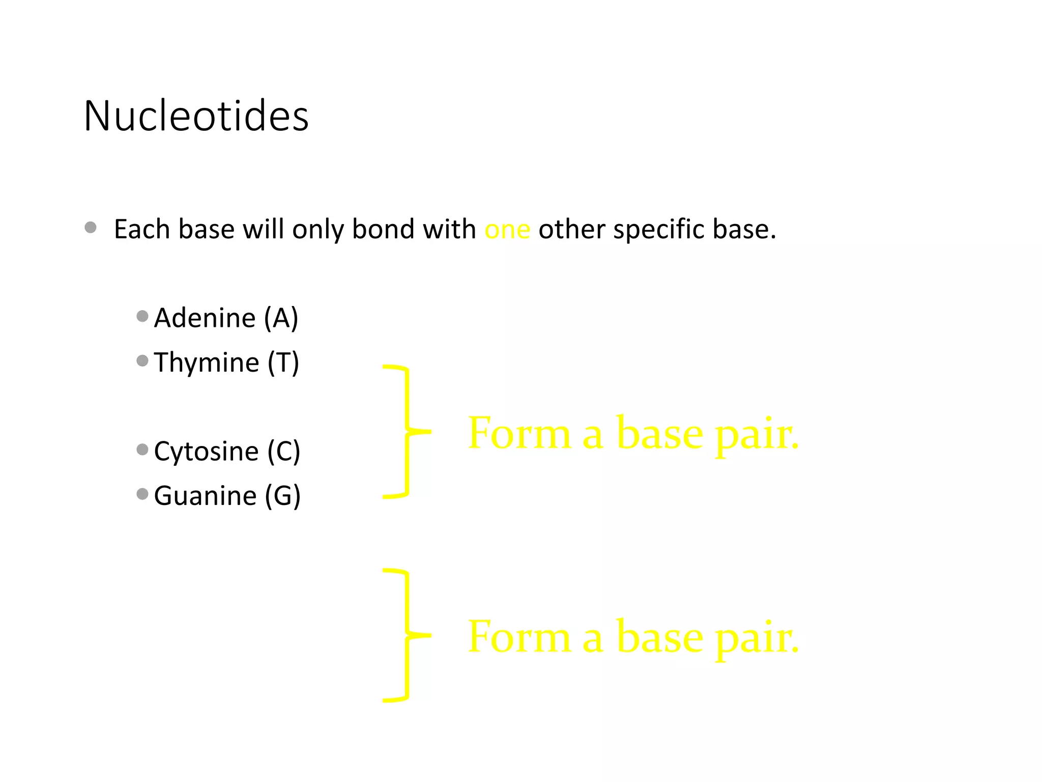 Nucleotides
 Each base will only bond with one other specific base.
Adenine (A)
Thymine (T)
Cytosine (C)
Guanine (G)
Form a base pair.
Form a base pair.
 