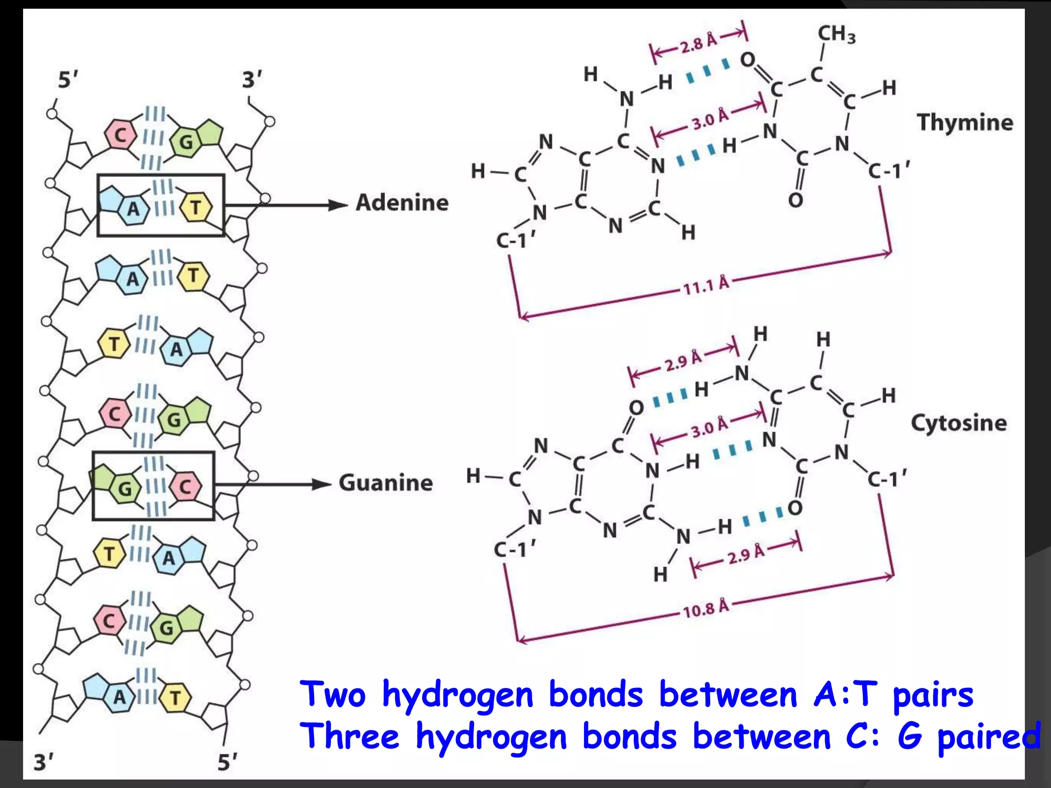 Two hydrogen bonds between A:T pairs
Three hydrogen bonds between C: G paired
 