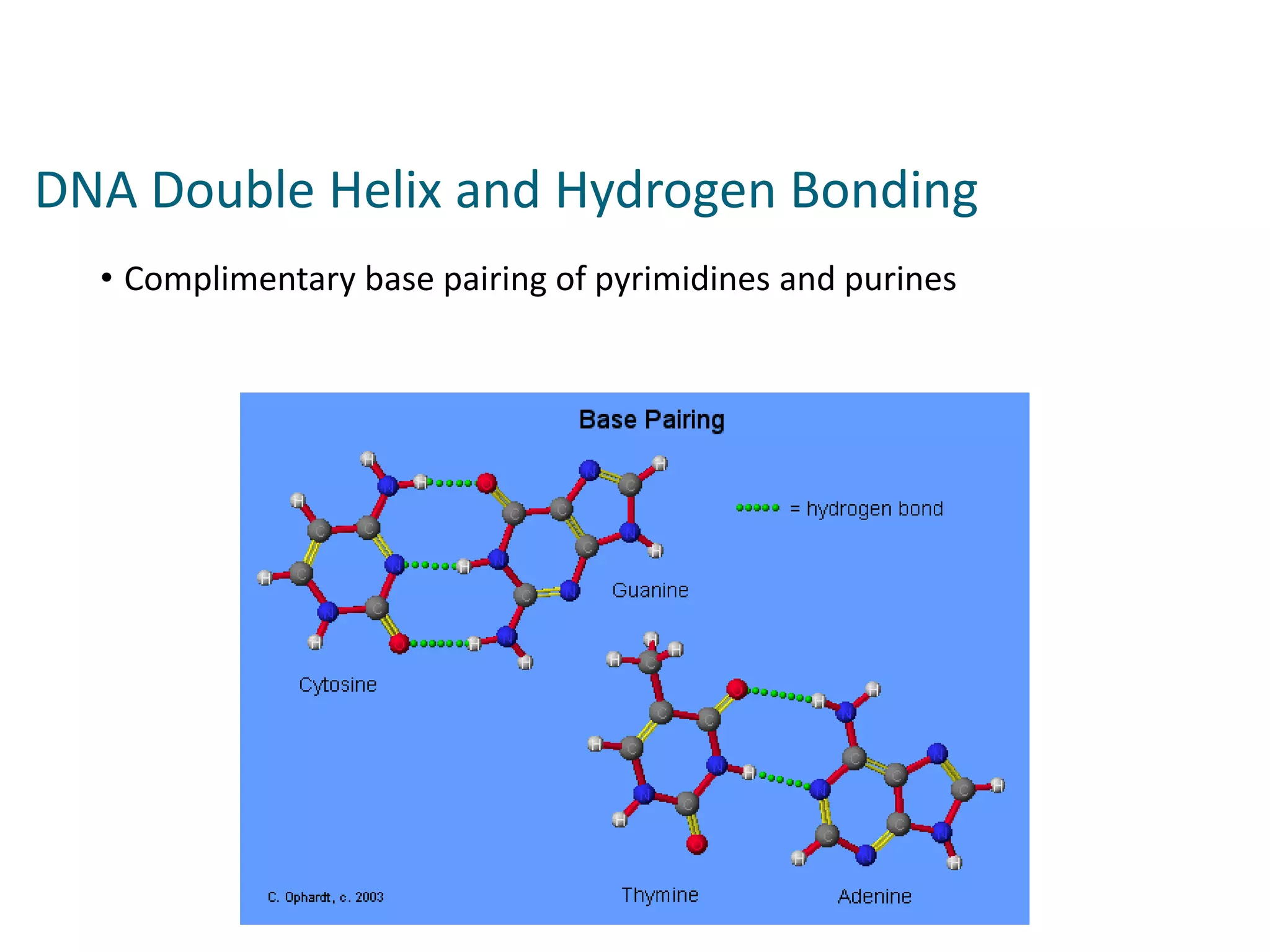 • Complimentary base pairing of pyrimidines and purines
DNA Double Helix and Hydrogen Bonding
 
