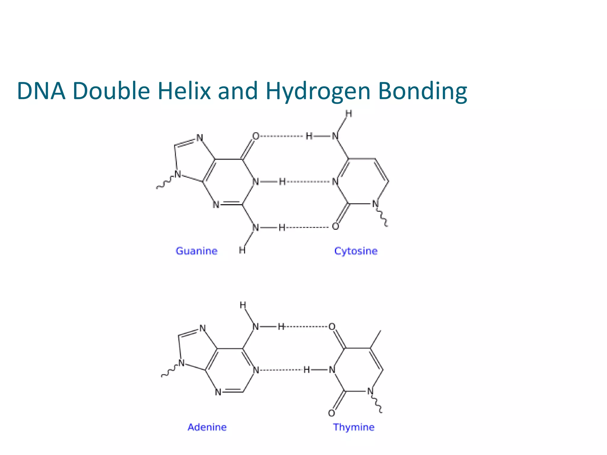 DNA Double Helix and Hydrogen Bonding
 
