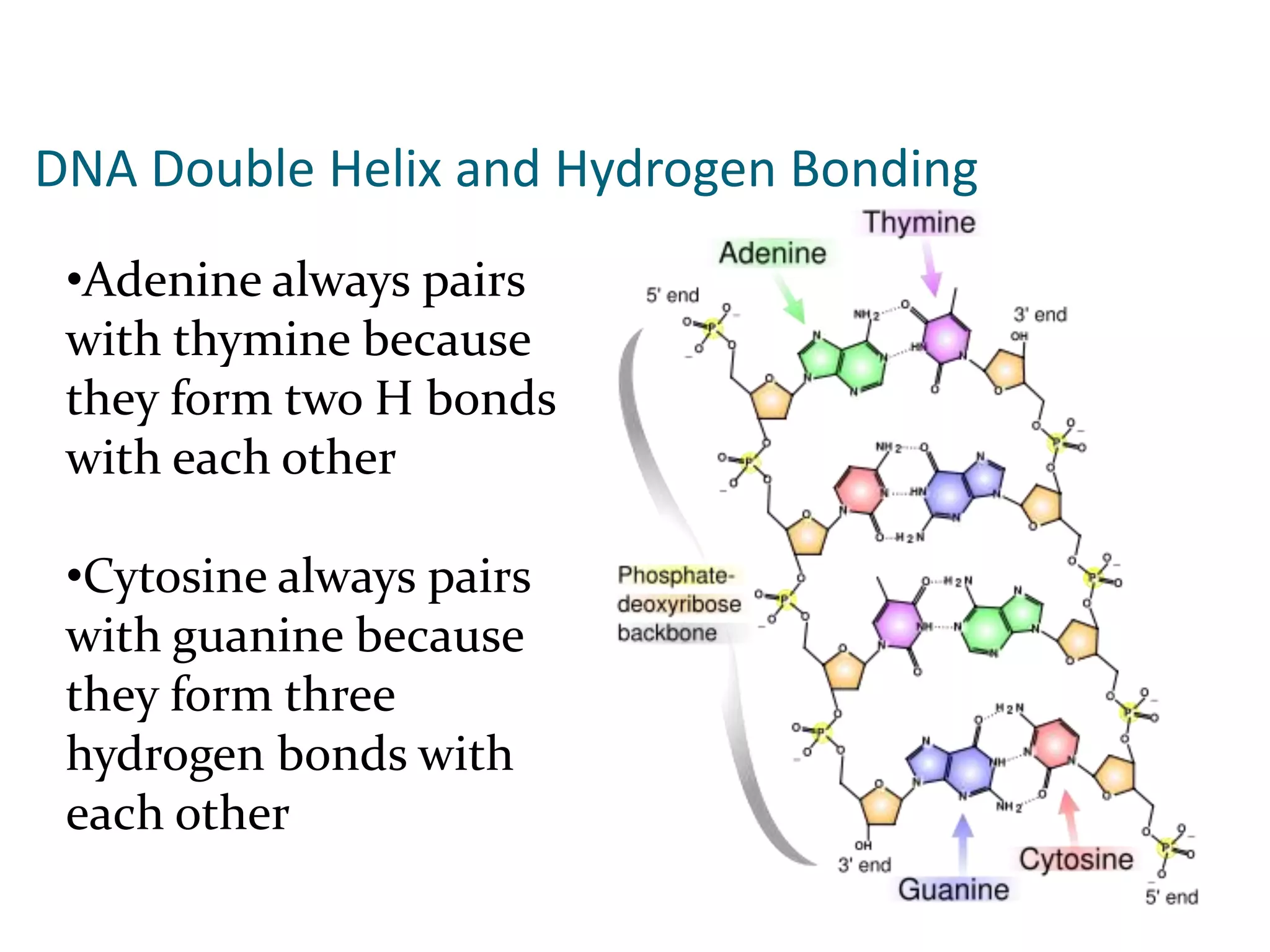 •Adenine always pairs
with thymine because
they form two H bonds
with each other
•Cytosine always pairs
with guanine because
they form three
hydrogen bonds with
each other
DNA Double Helix and Hydrogen Bonding
 