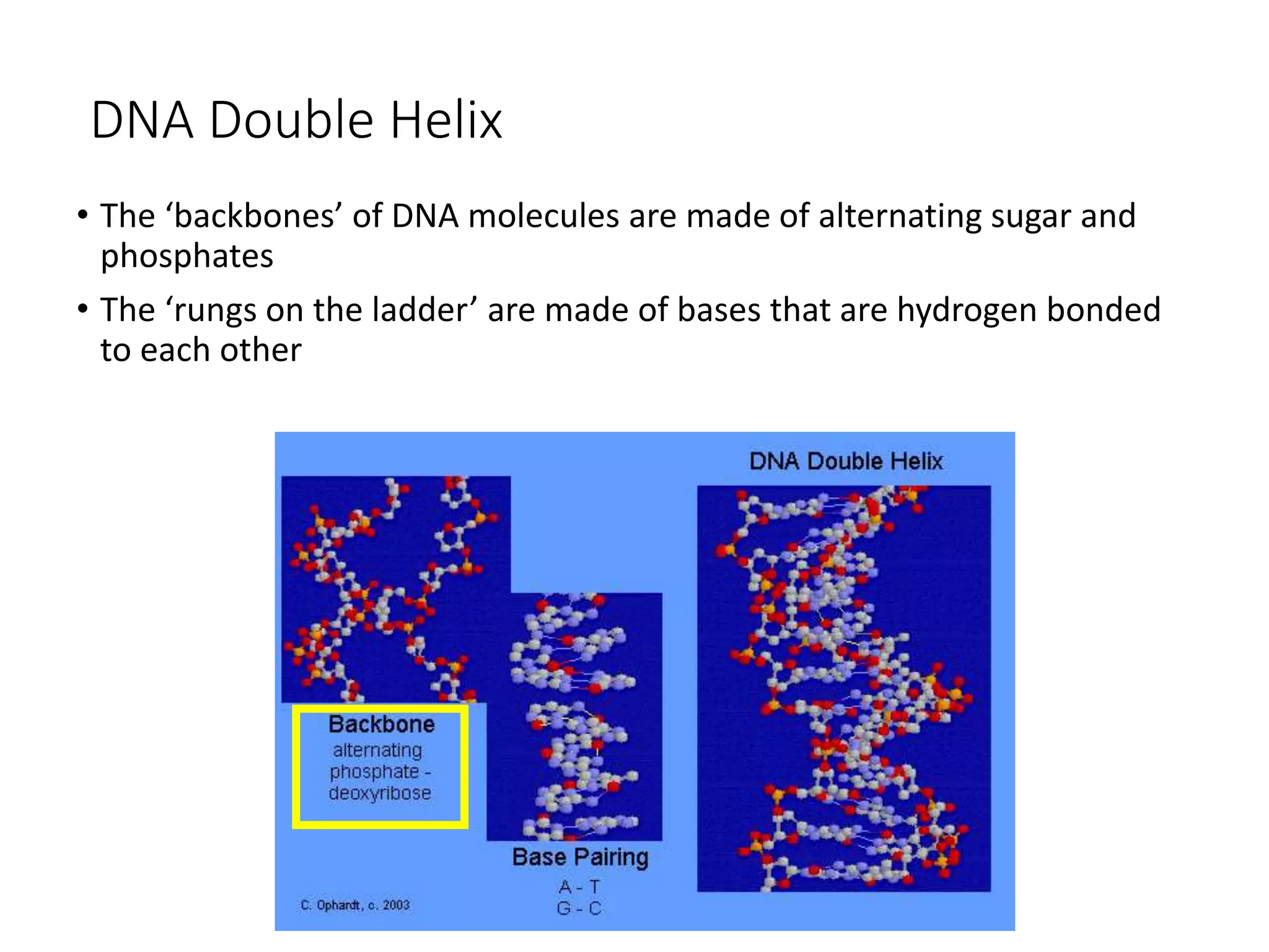 DNA Double Helix
• The ‘backbones’ of DNA molecules are made of alternating sugar and
phosphates
• The ‘rungs on the ladder’ are made of bases that are hydrogen bonded
to each other
 