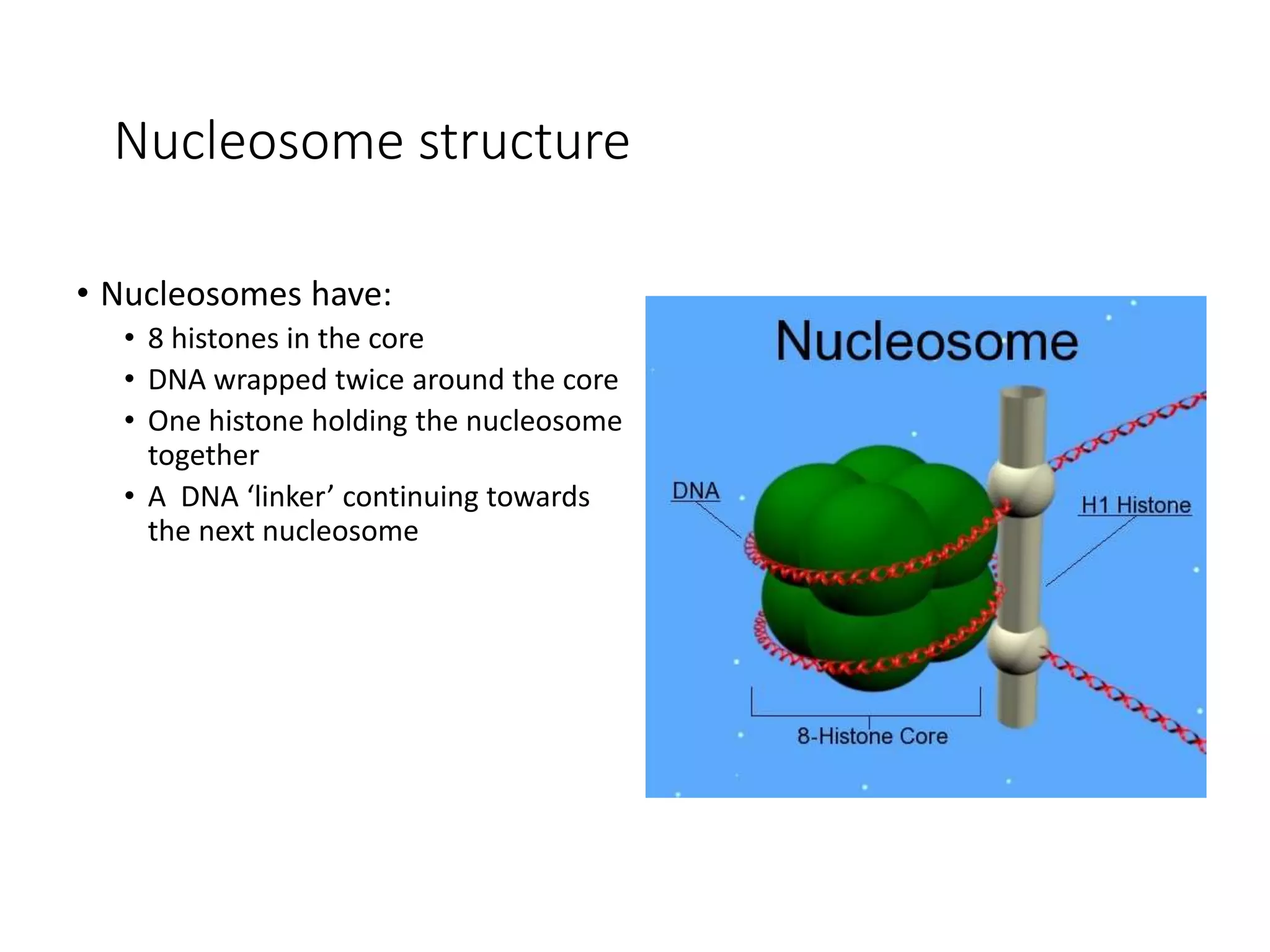 Nucleosome structure
• Nucleosomes have:
• 8 histones in the core
• DNA wrapped twice around the core
• One histone holding the nucleosome
together
• A DNA ‘linker’ continuing towards
the next nucleosome
 