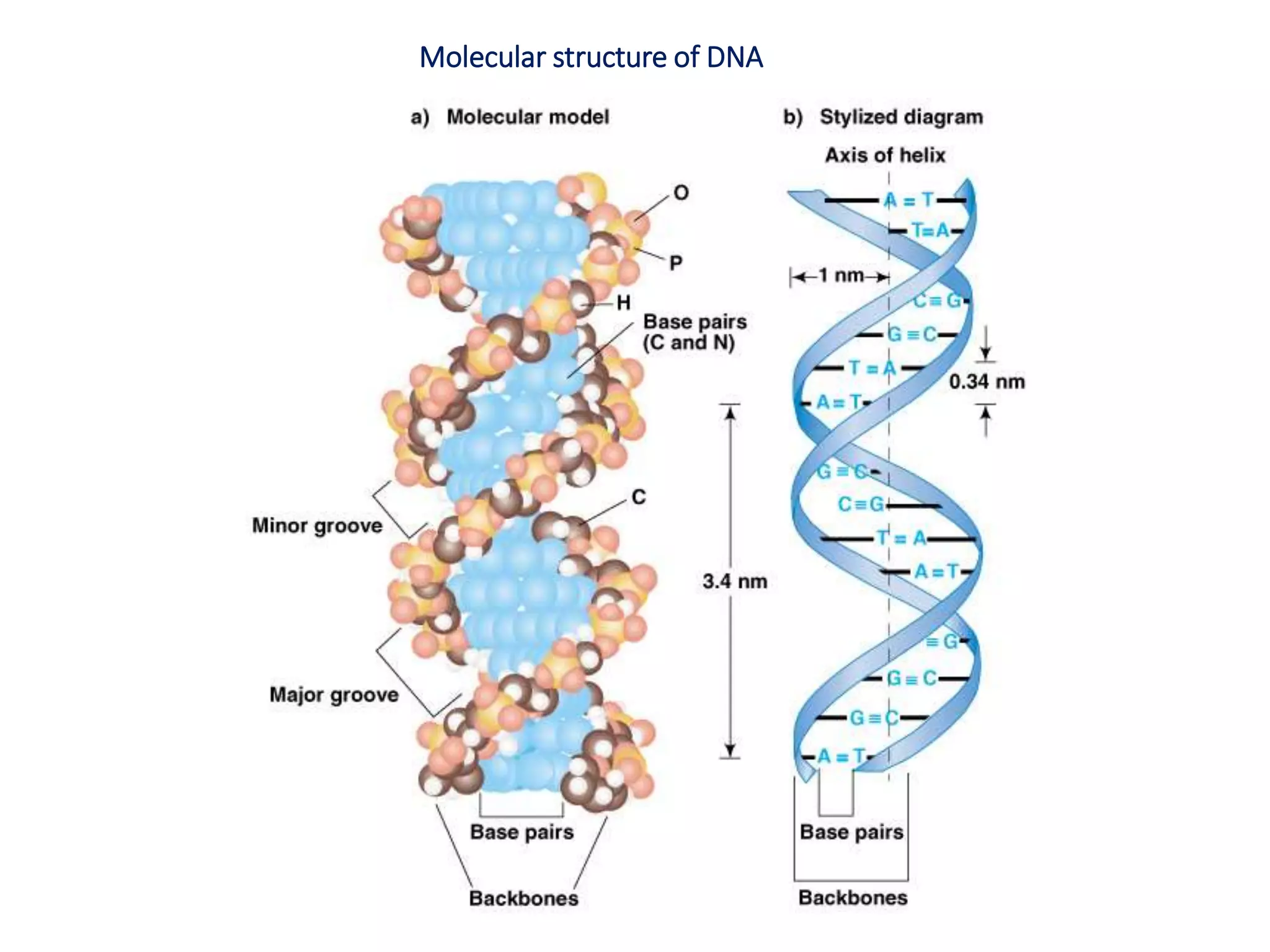 Molecular structure of DNA
 
