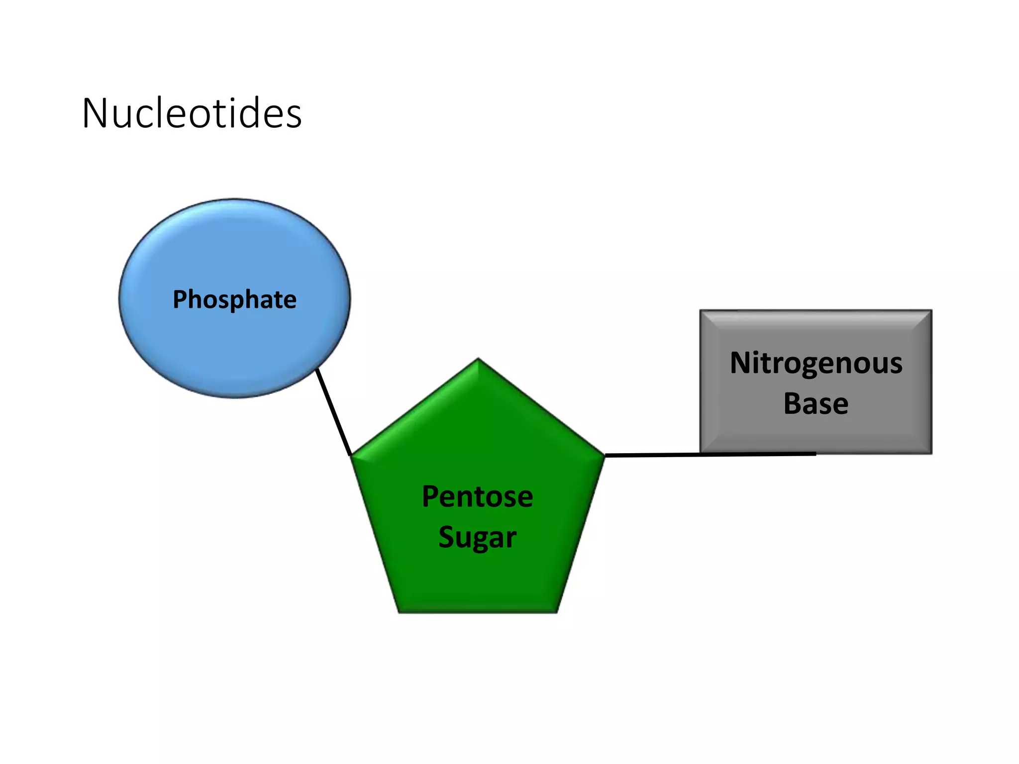 Nucleotides
Phosphate
Pentose
Sugar
Nitrogenous
Base
 