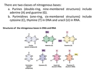 DNA structure | PPT