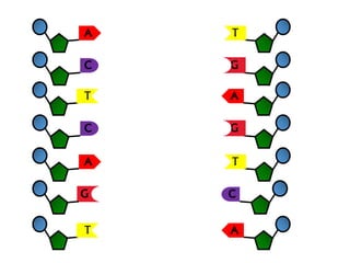 • Complimentary base pairing of pyrimidines and purines
DNA Double Helix and Hydrogen Bonding
 