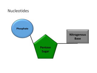 Nucleotides
 The phosphate and sugar form the backbone of the DNA molecule,
whereas the bases form the “rungs”.
 There a...