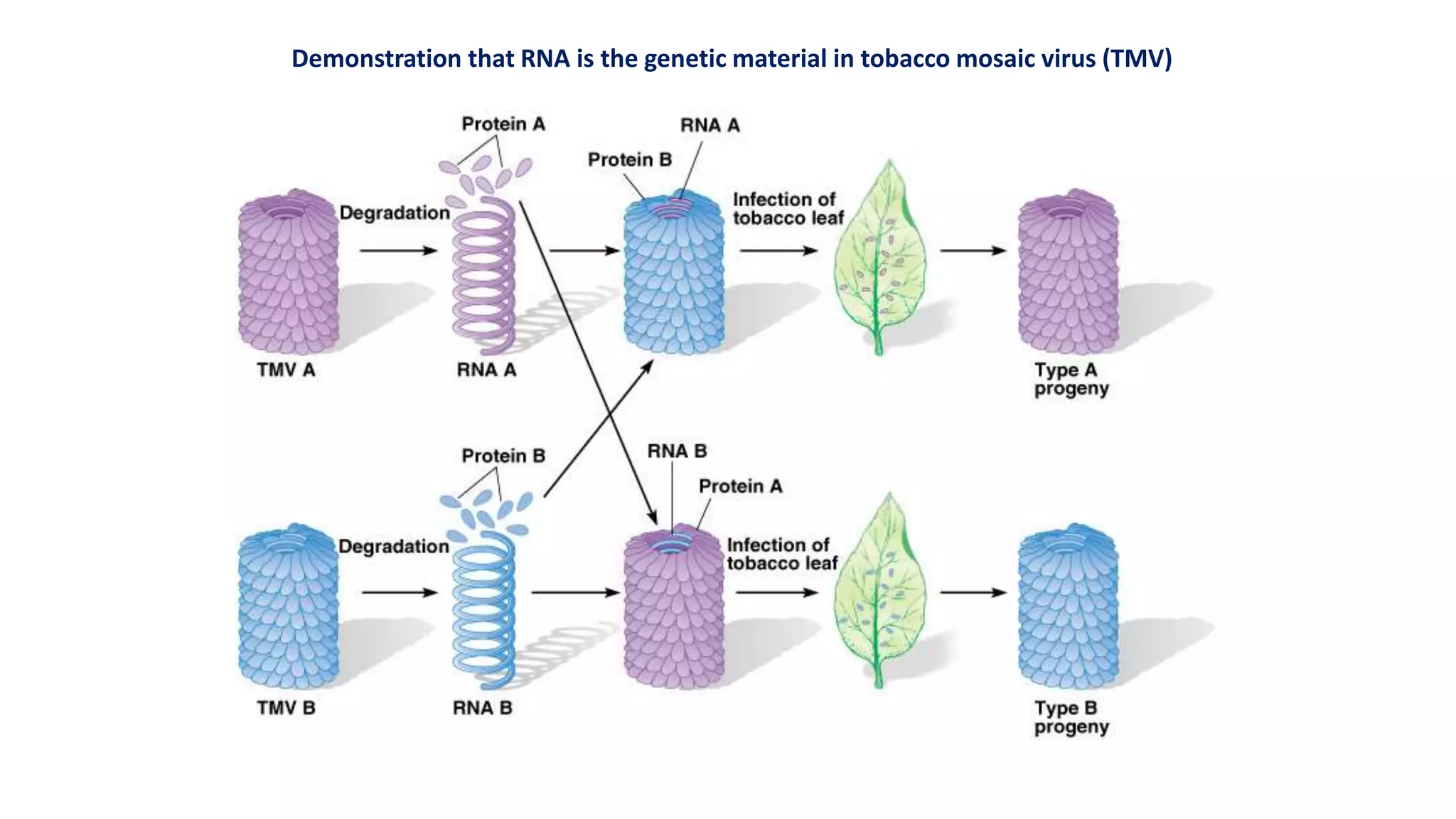 RNA as a genetic material | PPTX