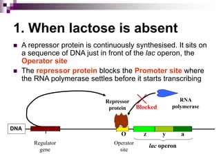1. When lactose is absent
 A repressor protein is continuously synthesised. It sits on
a sequence of DNA just in front of the lac operon, the
Operator site
 The repressor protein blocks the Promoter site where
the RNA polymerase settles before it starts transcribing
Regulator
gene
lac operon
Operator
site
z y a
DNA
I
O
Repressor
protein
RNA
polymerase
Blocked
 