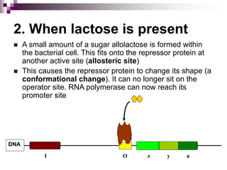 2. When lactose is present
 A small amount of a sugar allolactose is formed within
the bacterial cell. This fits onto the repressor protein at
another active site (allosteric site)
 This causes the repressor protein to change its shape (a
conformational change). It can no longer sit on the
operator site. RNA polymerase can now reach its
promoter site
z y a
DNA
I O
 