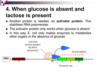 4. When glucose is absent and
lactose is present
 Another protein is needed, an activator protein. This
stabilises RNA polymerase.
 The activator protein only works when glucose is absent
 In this way E. coli only makes enzymes to metabolise
other sugars in the absence of glucose
Promotor site
z y a
DNA
I O
Transcription
Activator
protein steadies
the RNA
polymerase
 