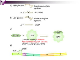 (Activator protein) Catabolite
Activator Protein (CAP)- also k/a
cAMP receptor protein, CRP)
 