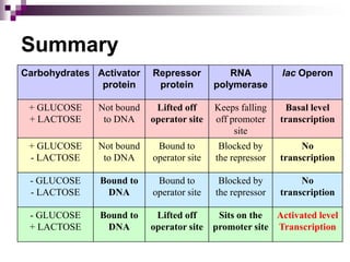 Summary
Carbohydrates Activator
protein
Repressor
protein
RNA
polymerase
lac Operon
+ GLUCOSE
+ LACTOSE
Not bound
to DNA
Lifted off
operator site
Keeps falling
off promoter
site
Basal level
transcription
+ GLUCOSE
- LACTOSE
Not bound
to DNA
Bound to
operator site
Blocked by
the repressor
No
transcription
- GLUCOSE
- LACTOSE
Bound to
DNA
Bound to
operator site
Blocked by
the repressor
No
transcription
- GLUCOSE
+ LACTOSE
Bound to
DNA
Lifted off
operator site
Sits on the
promoter site
Activated level
Transcription
 
