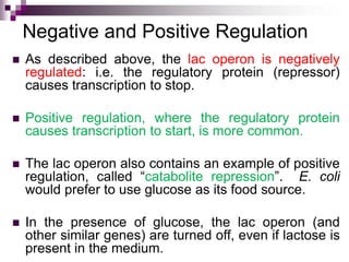 Negative and Positive Regulation
 As described above, the lac operon is negatively
regulated: i.e. the regulatory protein (repressor)
causes transcription to stop.
 Positive regulation, where the regulatory protein
causes transcription to start, is more common.
 The lac operon also contains an example of positive
regulation, called “catabolite repression”. E. coli
would prefer to use glucose as its food source.
 In the presence of glucose, the lac operon (and
other similar genes) are turned off, even if lactose is
present in the medium.
 