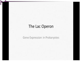 Lac operon